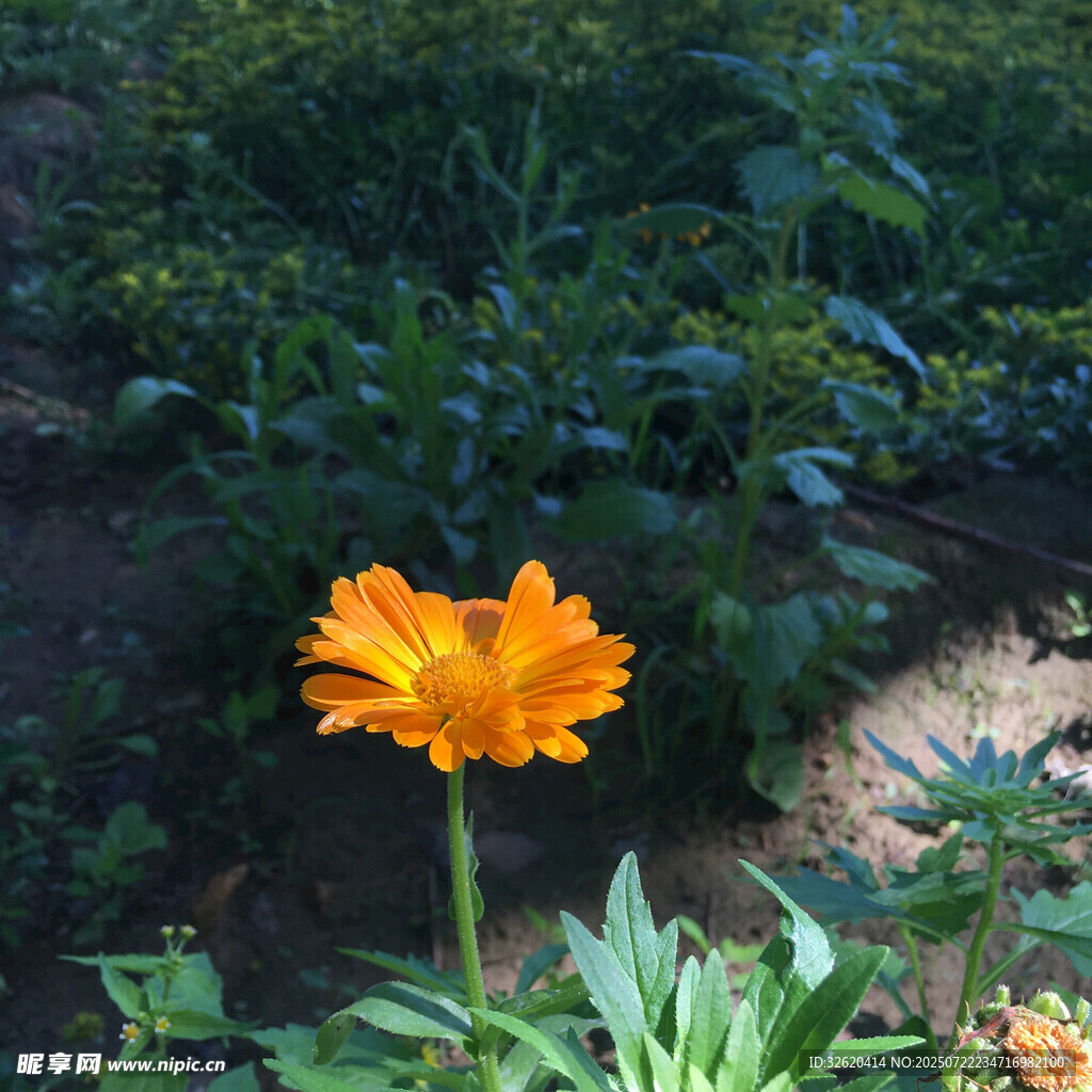獨株橙花綻于綠植間