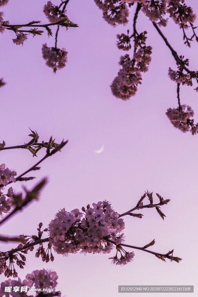 暮色中綻放的爛漫花枝