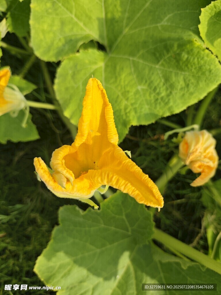 黃色南瓜花綻放