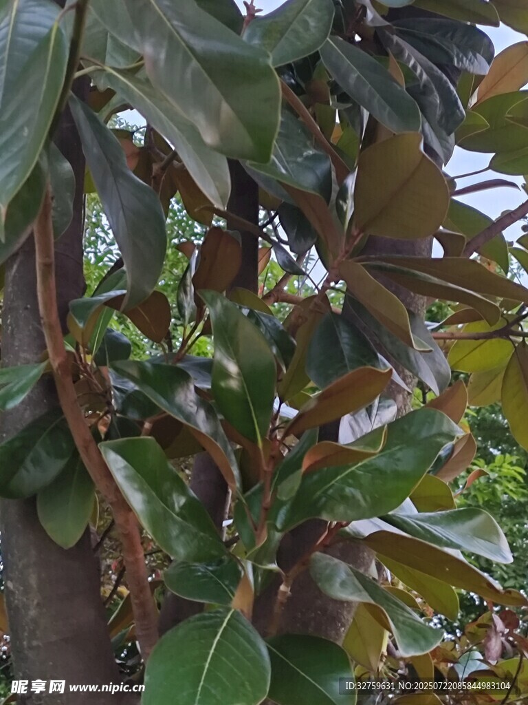 繁茂樹葉特寫