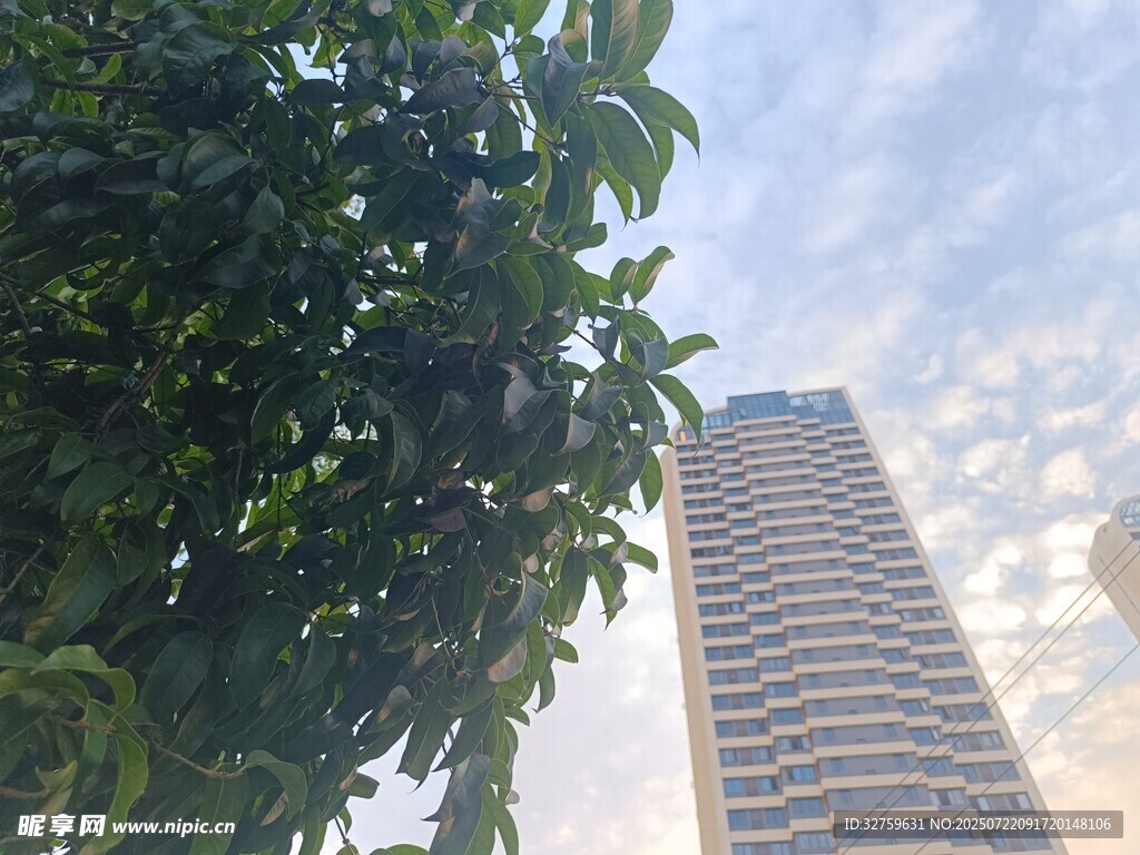 綠樹映襯下的摩天大樓
