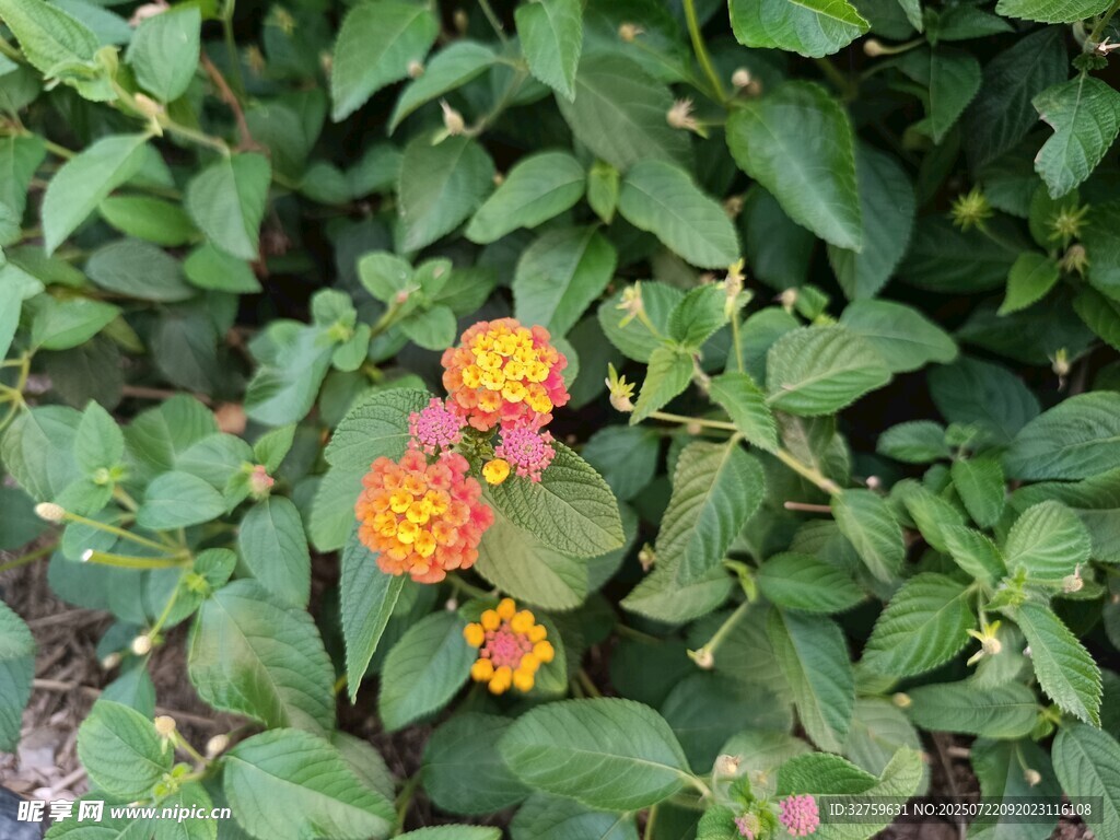 綠葉叢中的多彩小花