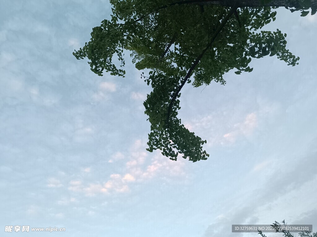 樹梢上的天空與云朵