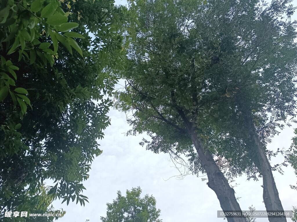 仰視蔥郁樹木
