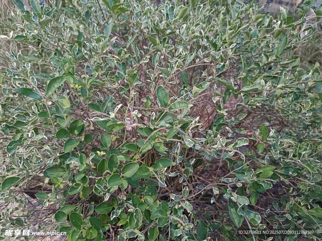 野外生長的多彩植物