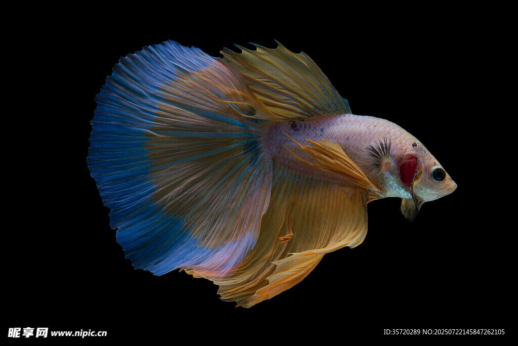 絢麗多彩的斗魚