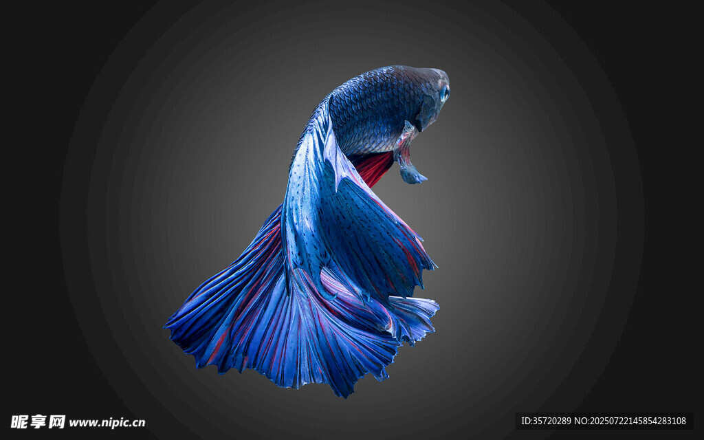 藍(lán)色飄逸的美麗斗魚