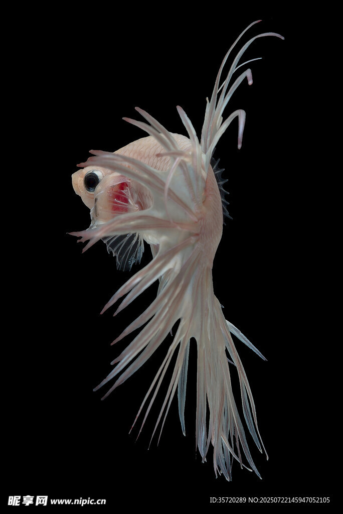 飄逸長尾的美麗斗魚