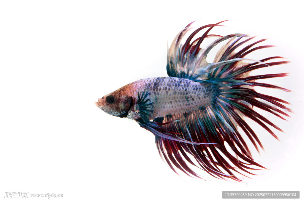 色彩絢麗的暹羅斗魚