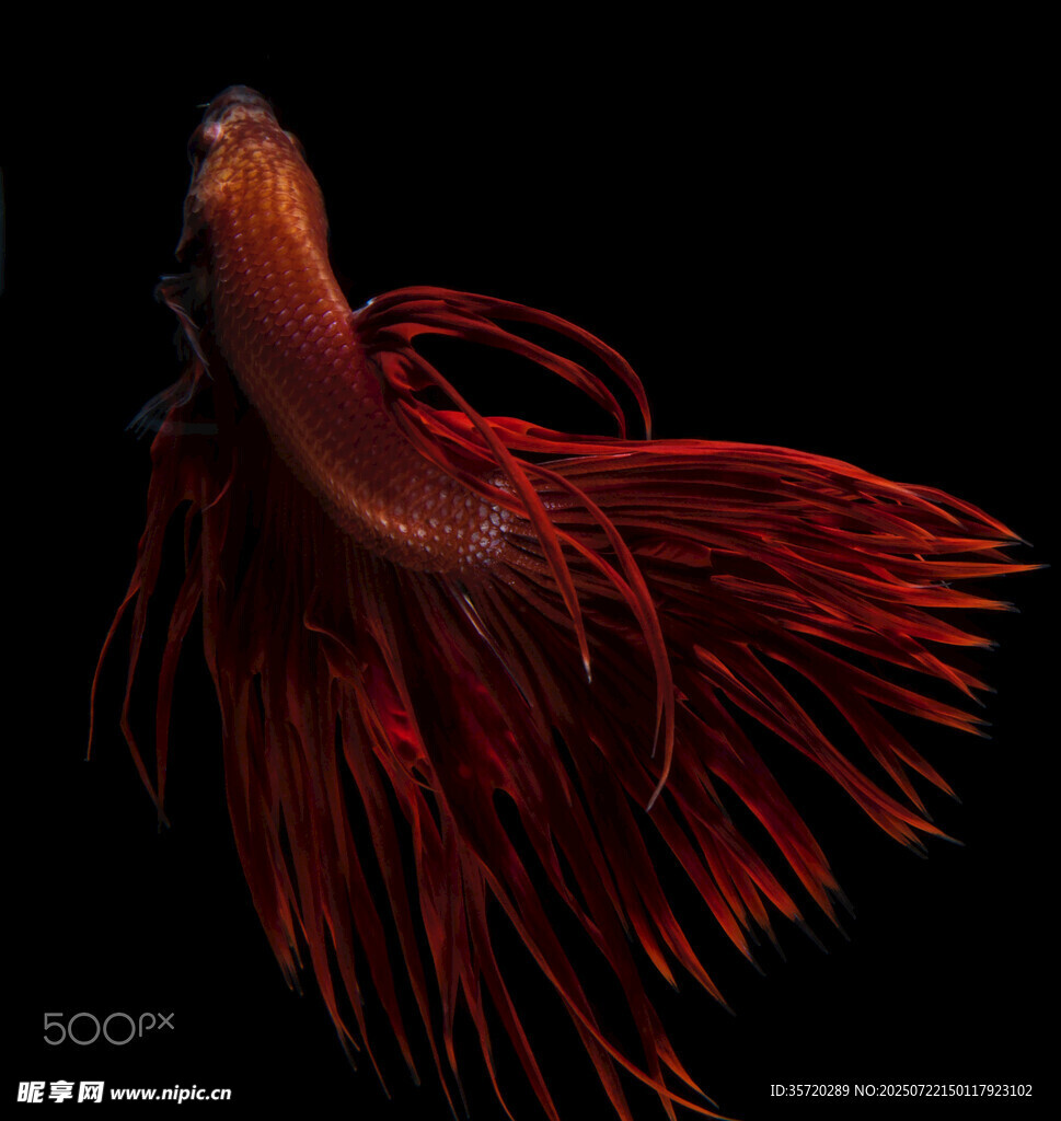 紅尾暹羅斗魚特寫
