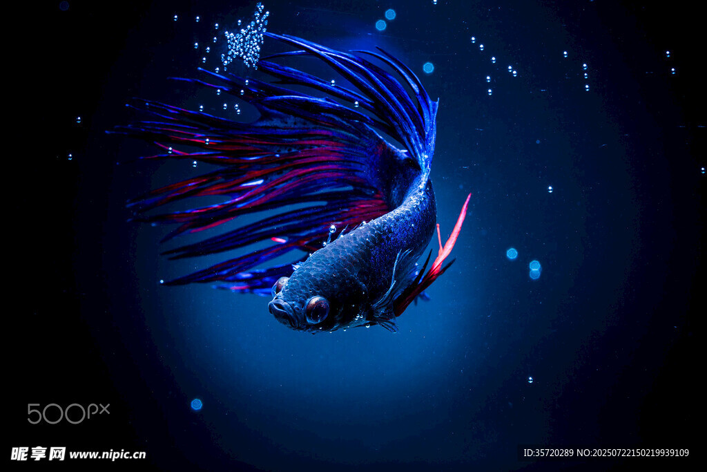 夢(mèng)幻藍(lán)紫斗魚(yú)水中游