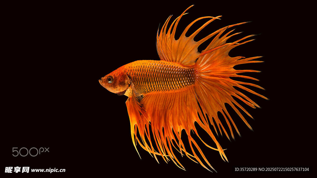 橙紅色飄逸尾鰭的斗魚