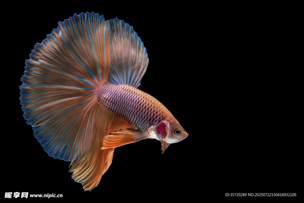 色彩絢麗的暹羅斗魚