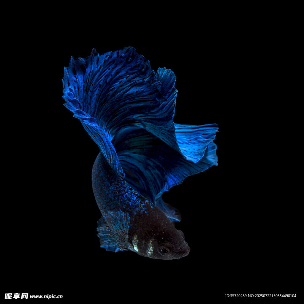 藍色飄逸的暹羅斗魚
