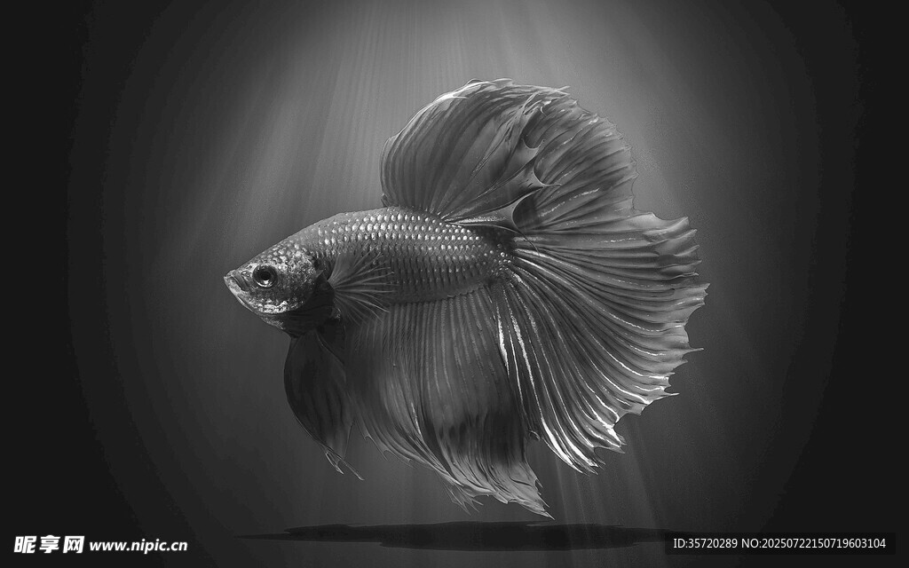優(yōu)雅斗魚(yú)水中靈動(dòng)舞者