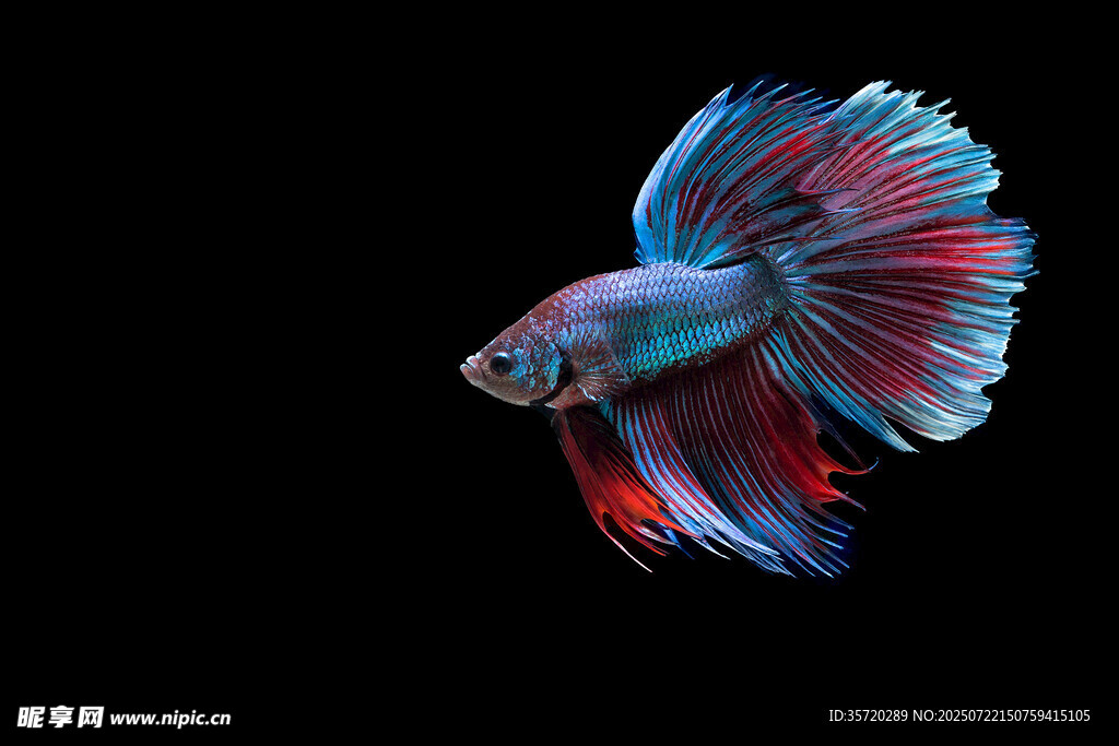 絢麗多彩的斗魚