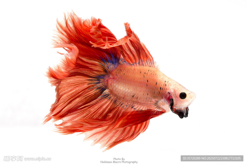 飄逸紅尾斗魚