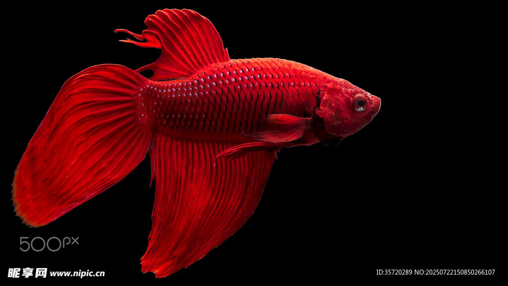 紅尾斗魚特寫