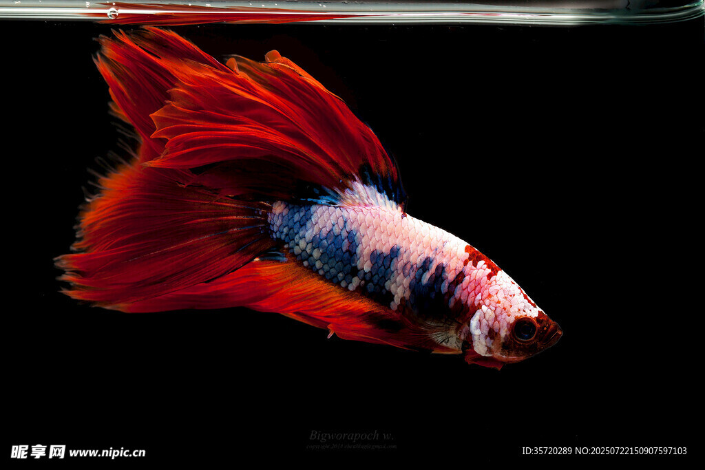 色彩斑斕的暹羅斗魚