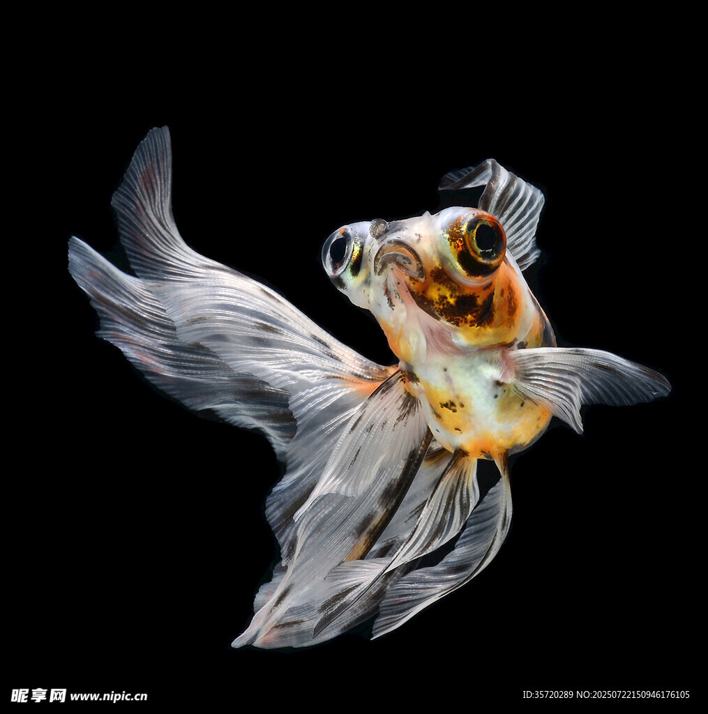優(yōu)雅金魚水中曼妙身姿
