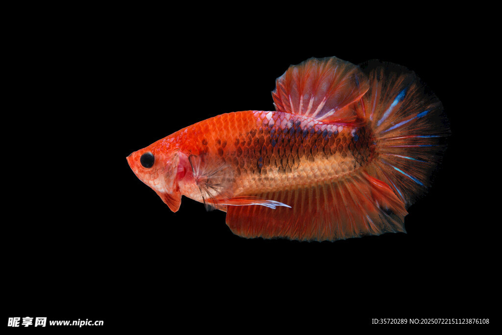 色彩絢麗的暹羅斗魚