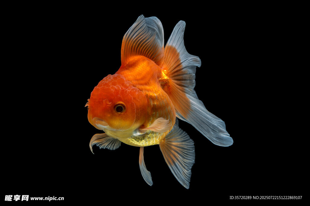 橙金魚特寫