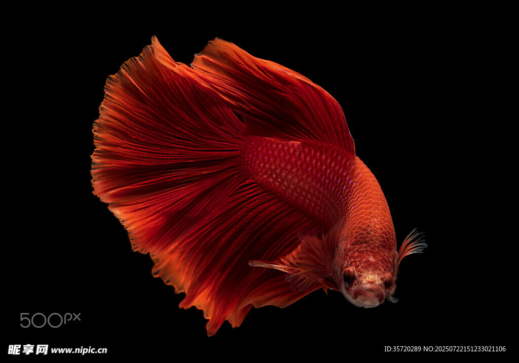 艷麗紅斗魚水中靈動精靈