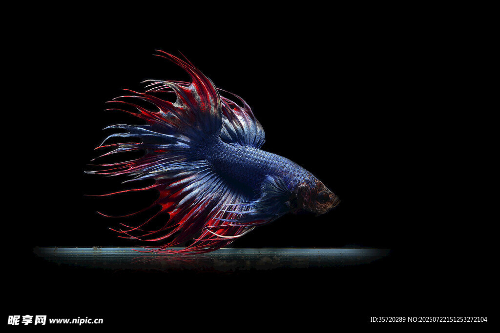 色彩絢麗的暹羅斗魚