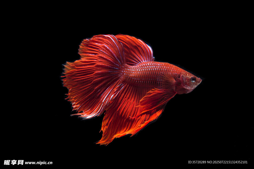 紅斗魚于黑色背景中游弋
