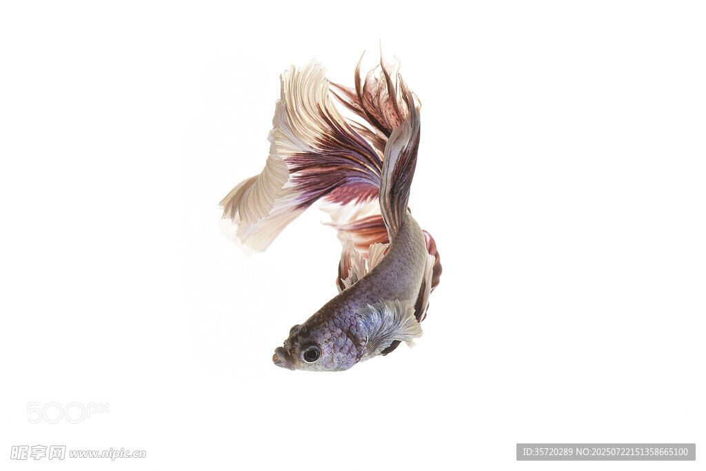 優(yōu)雅飄逸的斗魚
