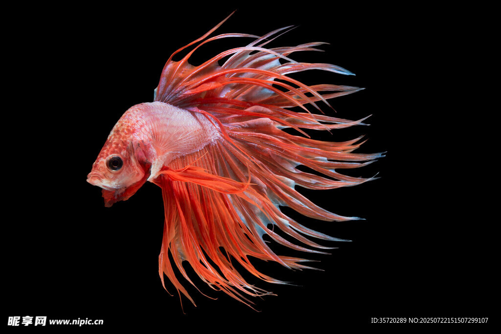 艷麗斗魚飄逸魚鰭展魅力