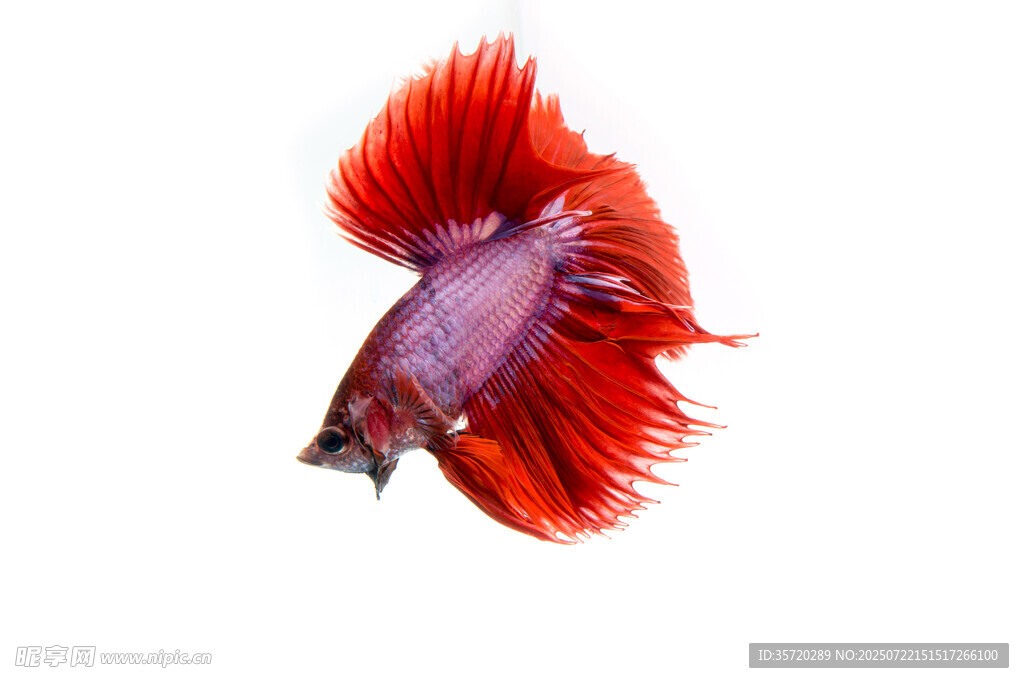 紅尾暹羅斗魚特寫