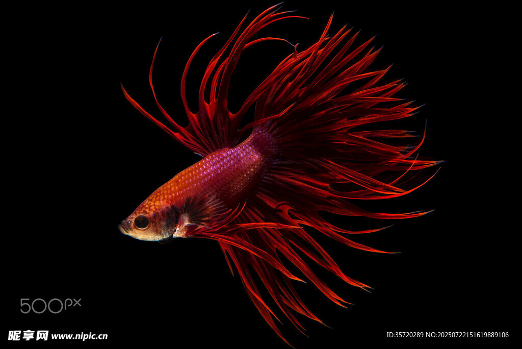艷麗紅尾斗魚(yú)特寫(xiě)