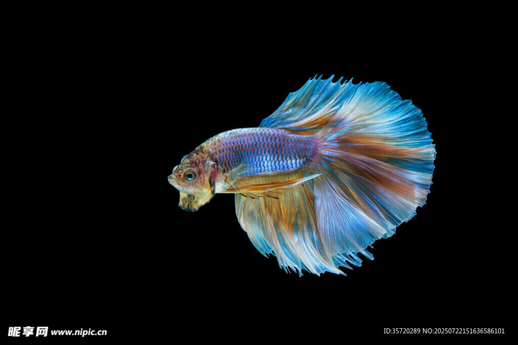 絢麗多姿的斗魚