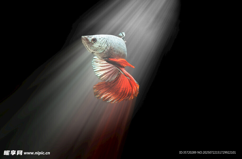 水中紅尾金魚的光影瞬間