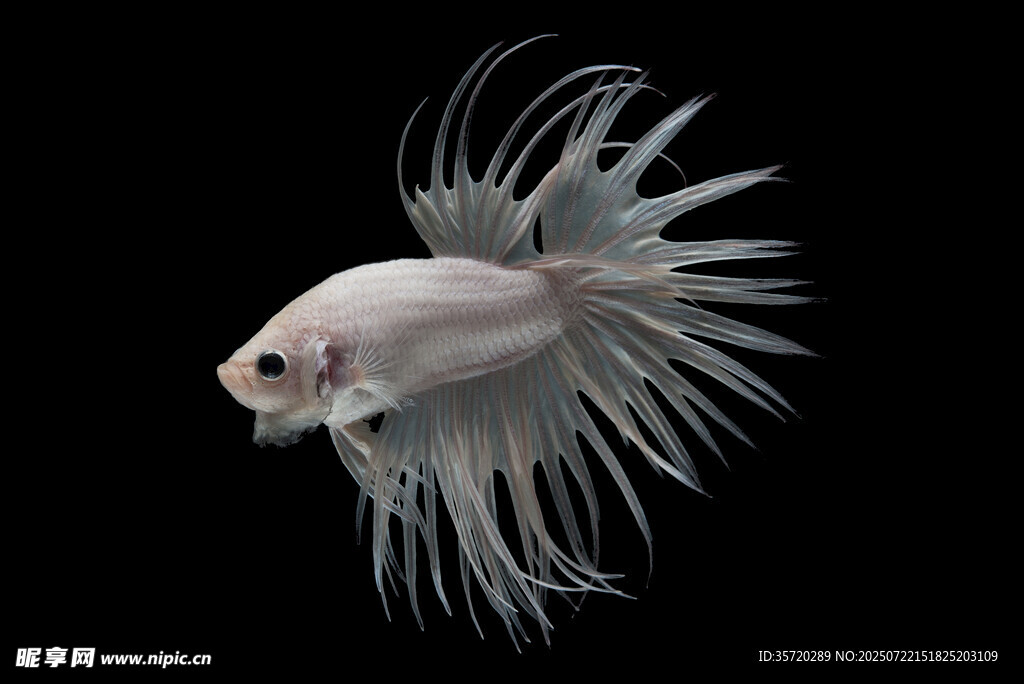 優(yōu)雅白尾斗魚