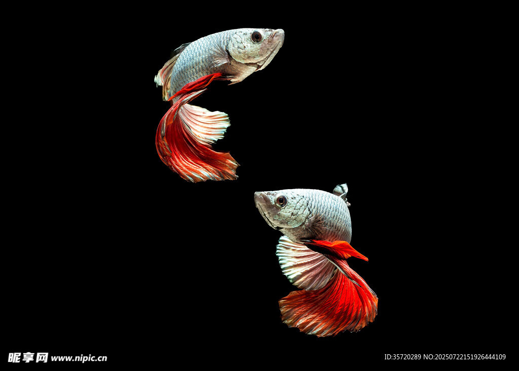 雙尾斗魚于黑色背景中游弋