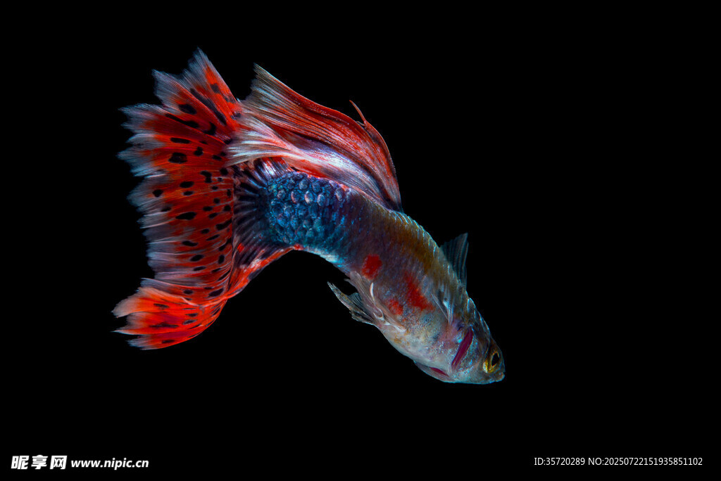 絢麗多彩的斗魚