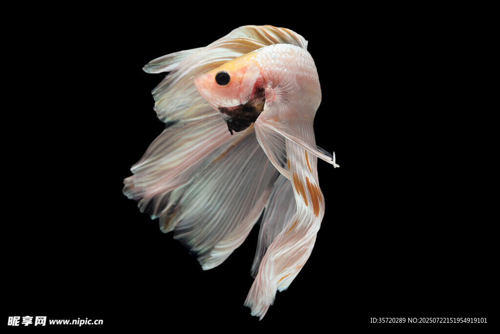 優(yōu)雅飄逸的金魚