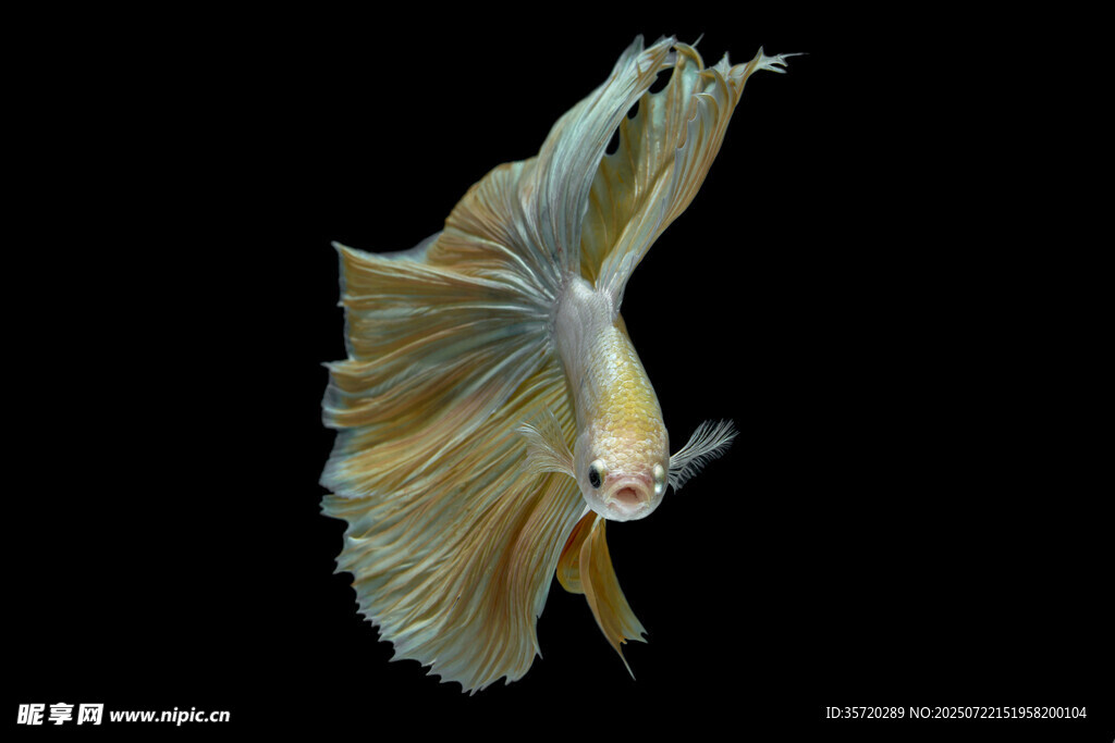 飄逸多姿的斗魚