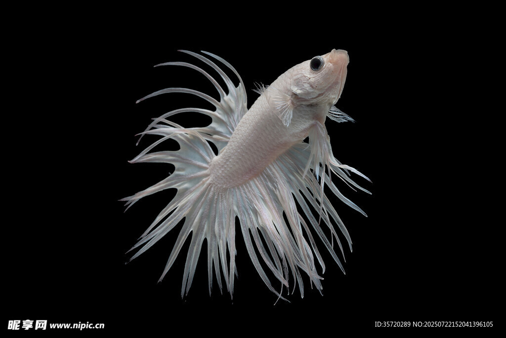 優(yōu)雅白斗魚(yú)飄逸鰭如絲
