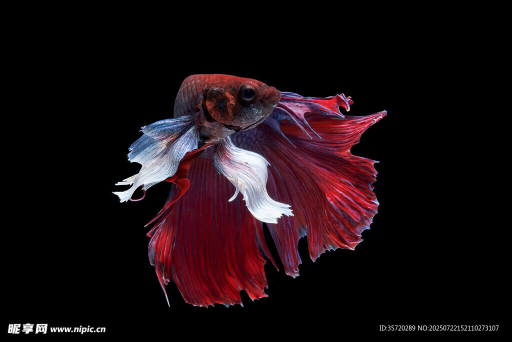 飄逸紅尾斗魚(yú)