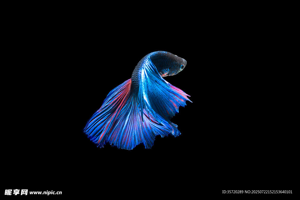 靈動藍尾斗魚