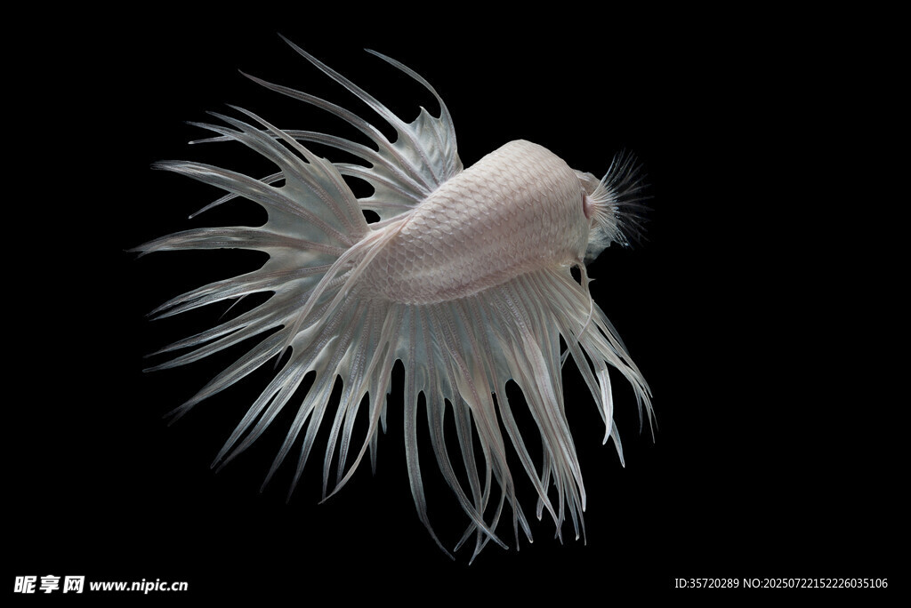 優(yōu)雅飄逸的白色斗魚