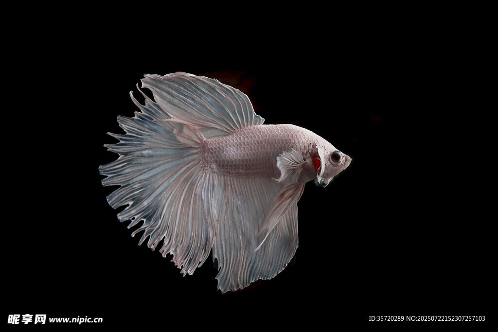 優(yōu)雅飄逸的白色斗魚