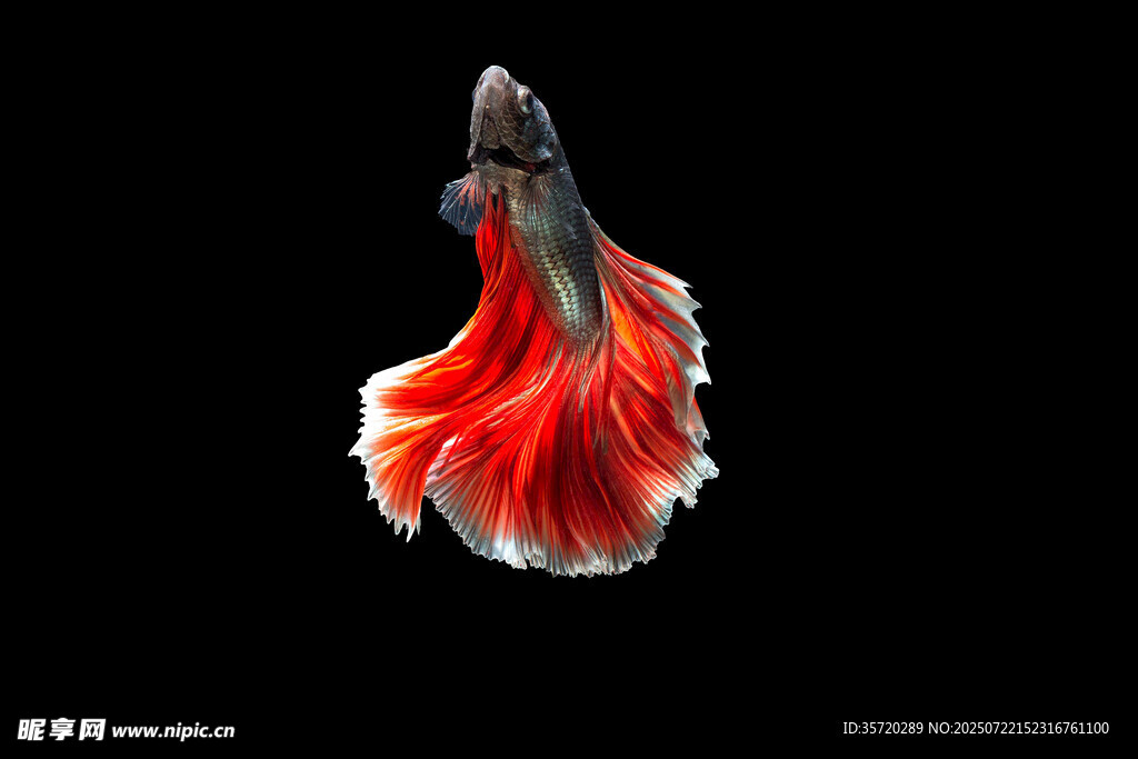 紅尾斗魚于黑色背景中游弋