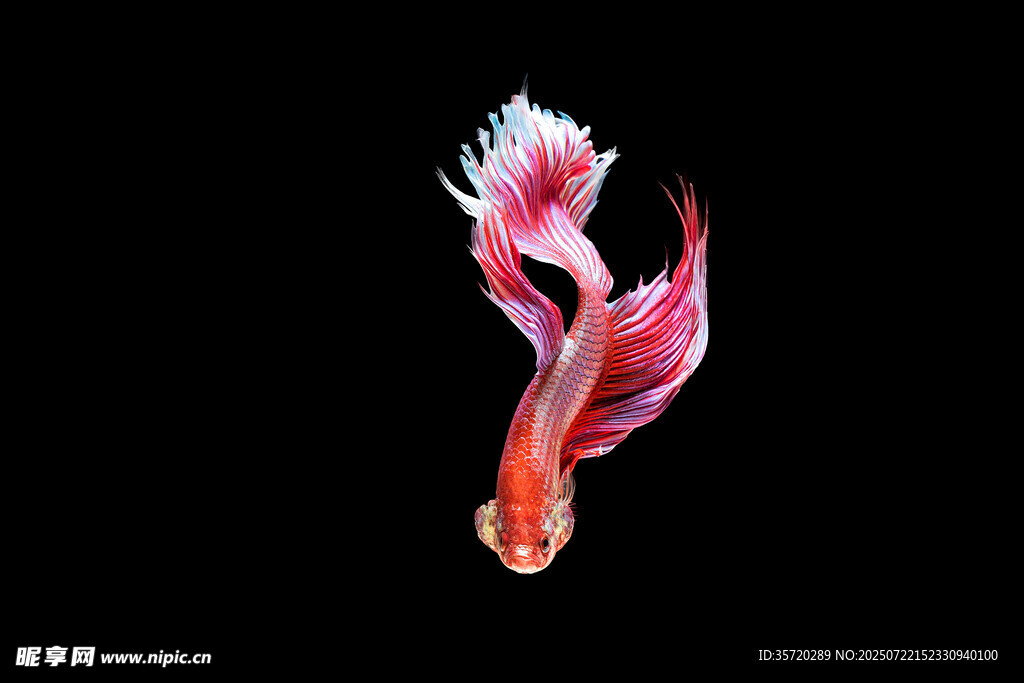 飄逸紅尾斗魚