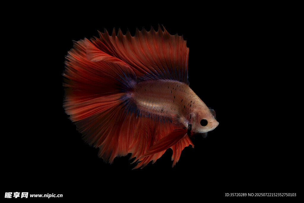 紅尾斗魚特寫