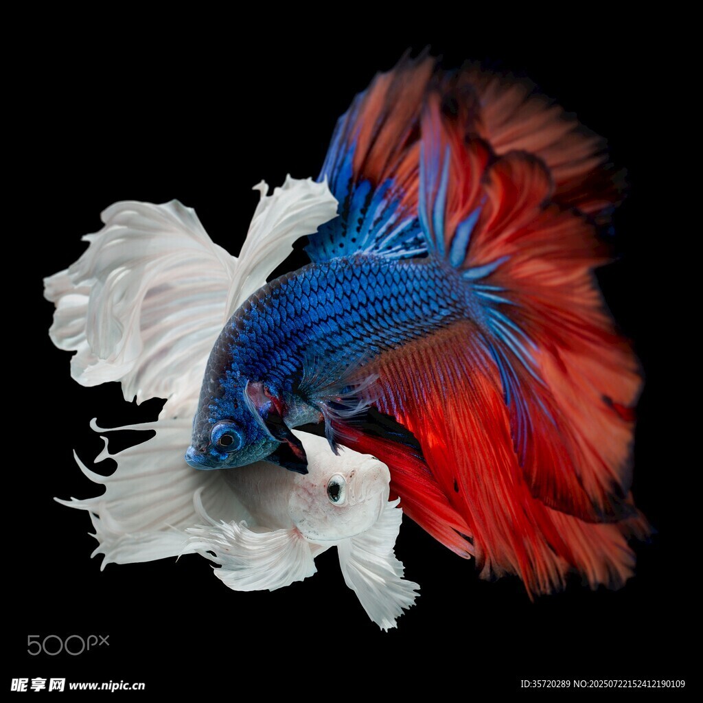 色彩絢麗的暹羅斗魚