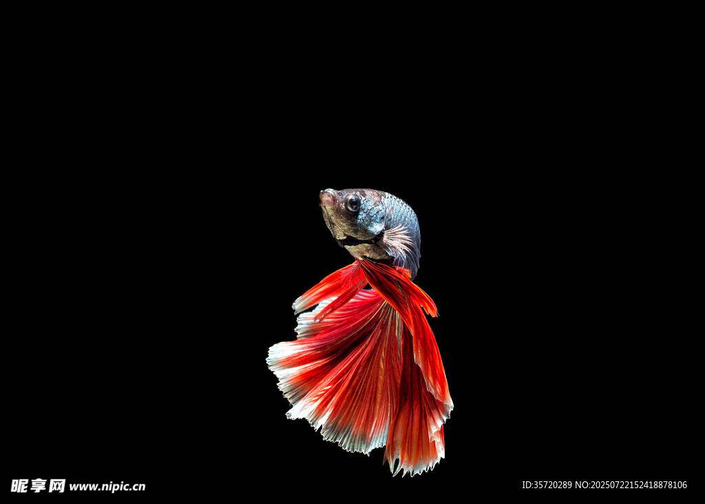 紅尾斗魚特寫